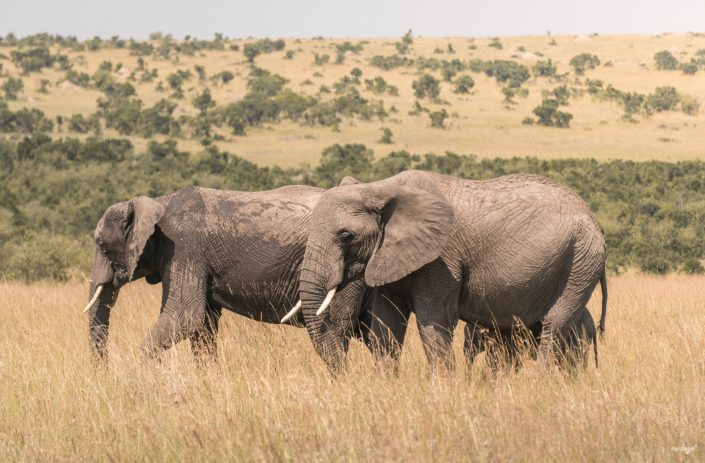 Kenya, Safari, Massai, Lion, Löwe, Aberdare, Nationalpark, Countryclub, Animals, Tiere, Ark, Leisure Camp, Eastafrica, Ostafrika, Kenia