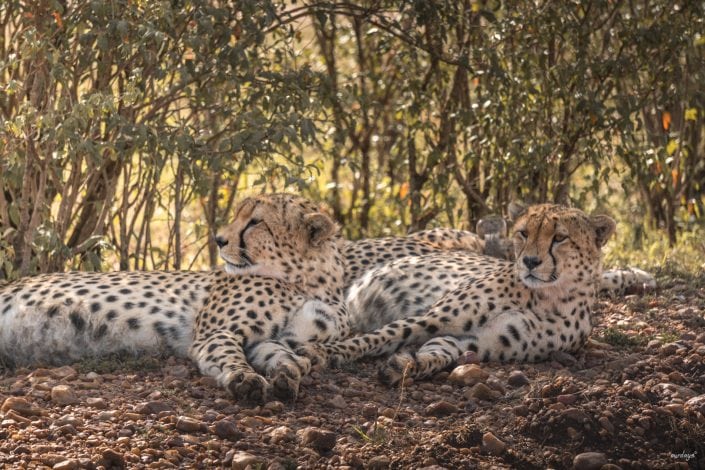 Kenya, Safari, Massai, Lion, Löwe, Aberdare, Nationalpark, Countryclub, Animals, Tiere, Ark, Leisure Camp, Eastafrica, Ostafrika, Kenia