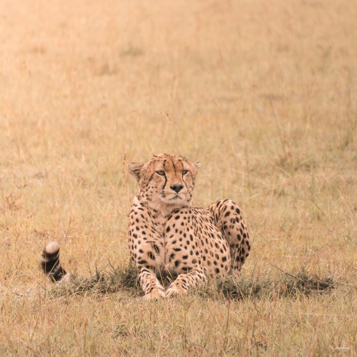 Kenya, Safari, Massai, Lion, Löwe, Aberdare, Nationalpark, Countryclub, Animals, Tiere, Ark, Leisure Camp, Eastafrica, Ostafrika, Kenia