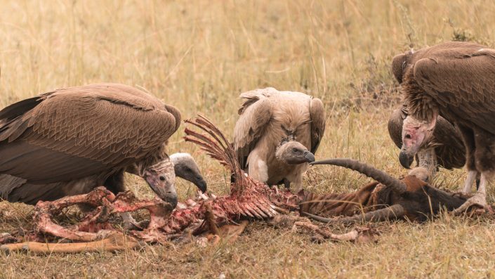 Kenya, Safari, Massai, Lion, Löwe, Aberdare, Nationalpark, Countryclub, Animals, Tiere, Ark, Leisure Camp, Eastafrica, Ostafrika, Kenia