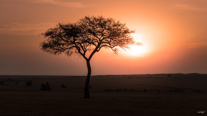 Kenya, Safari, Massai, Lion, Löwe, Aberdare, Nationalpark, Countryclub, Animals, Tiere, Ark, Leisure Camp, Eastafrica, Ostafrika, Kenia