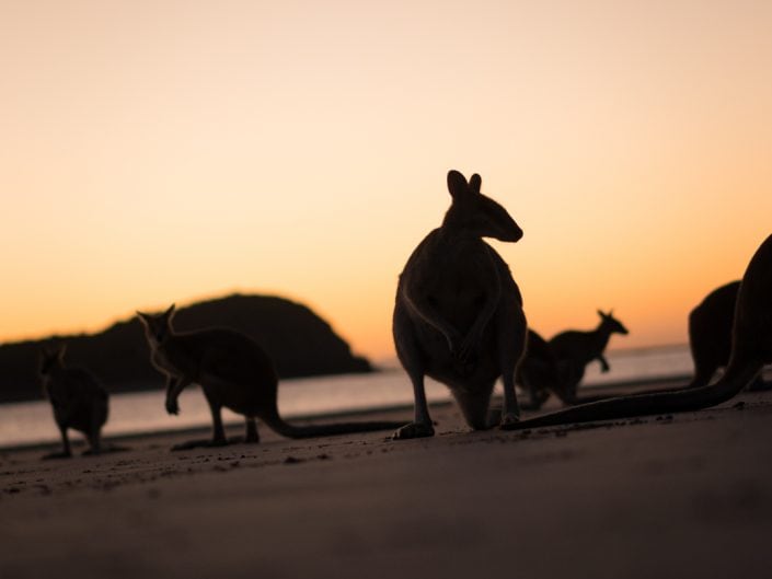 Känguru, Beach, Queensland, Australia