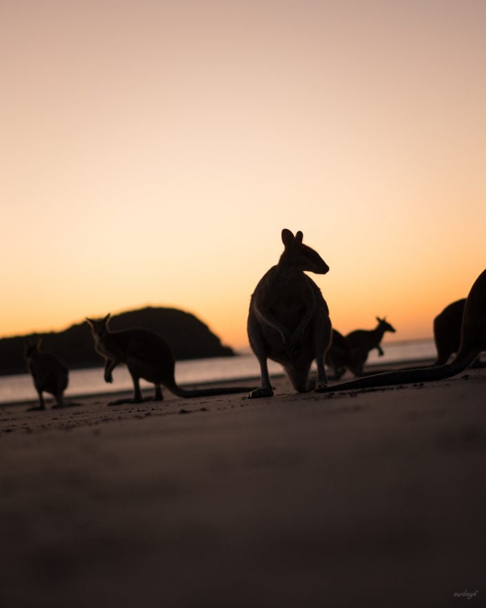 Känguru, Beach, Queensland, Australia