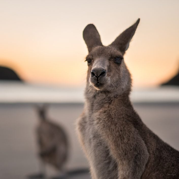 Känguru, Beach, Queensland, Australia