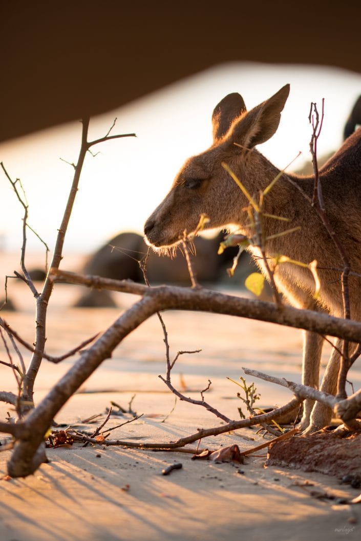 Känguru, Beach, Queensland, Australia