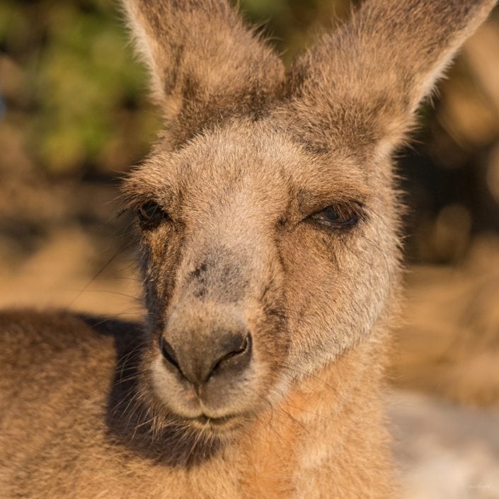 Känguru, Beach, Queensland, Australia