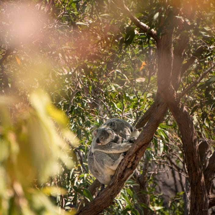 Koala, Queensland, Australia