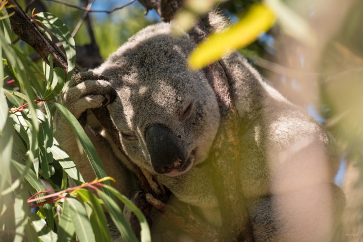 Koala, Queensland, Australia