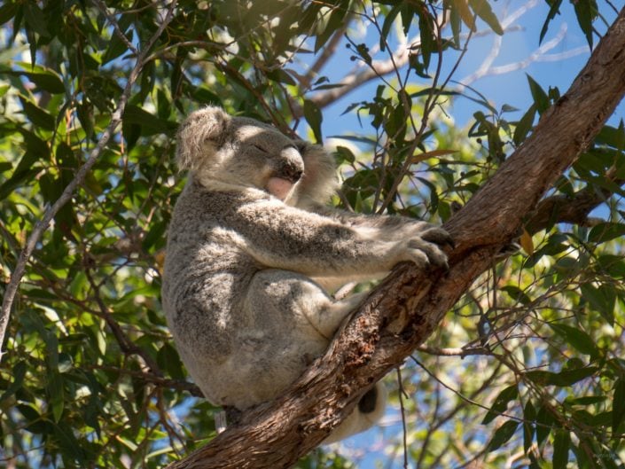 Koala, Queensland, Australia
