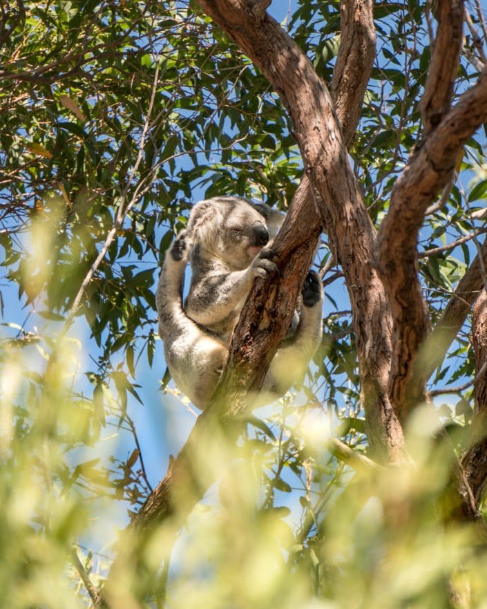 Koala, Queensland, Australia
