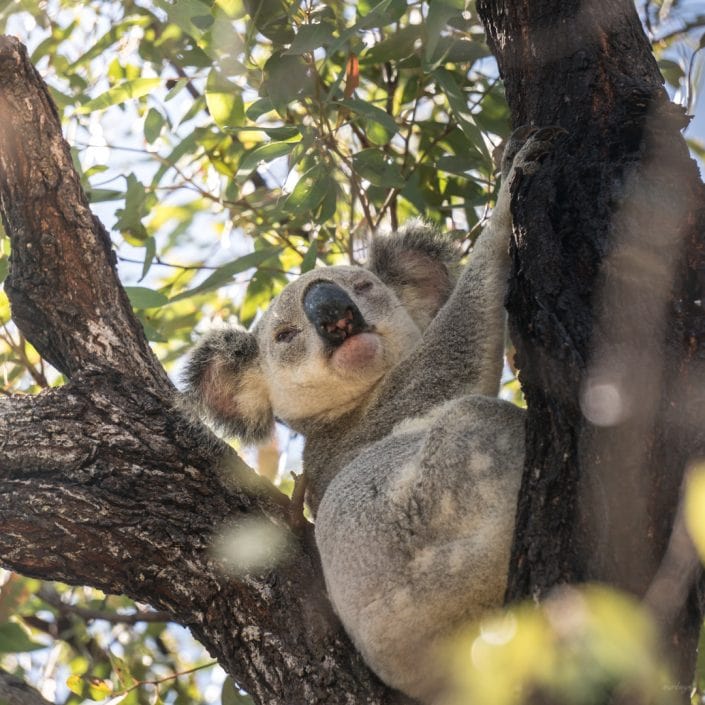 Koala, Queensland, Australia
