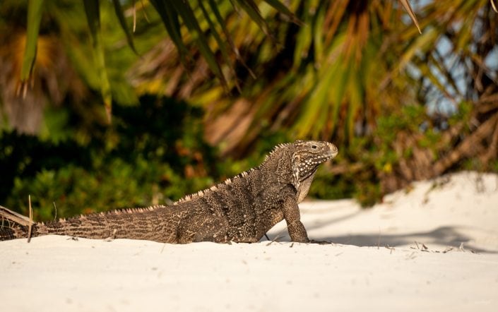 Cuba, Sailing, Segeln, Karibik, Island