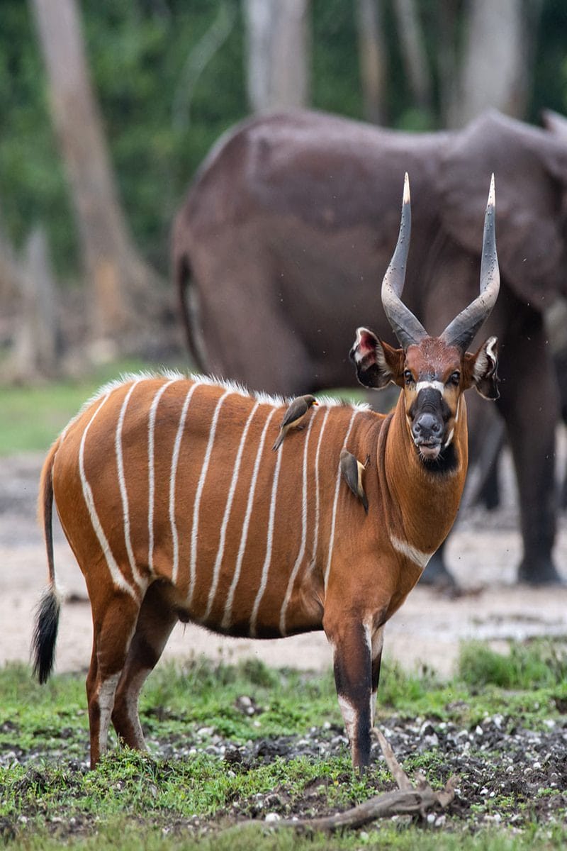 Ecotourism Adventure in Dzanga Sangha