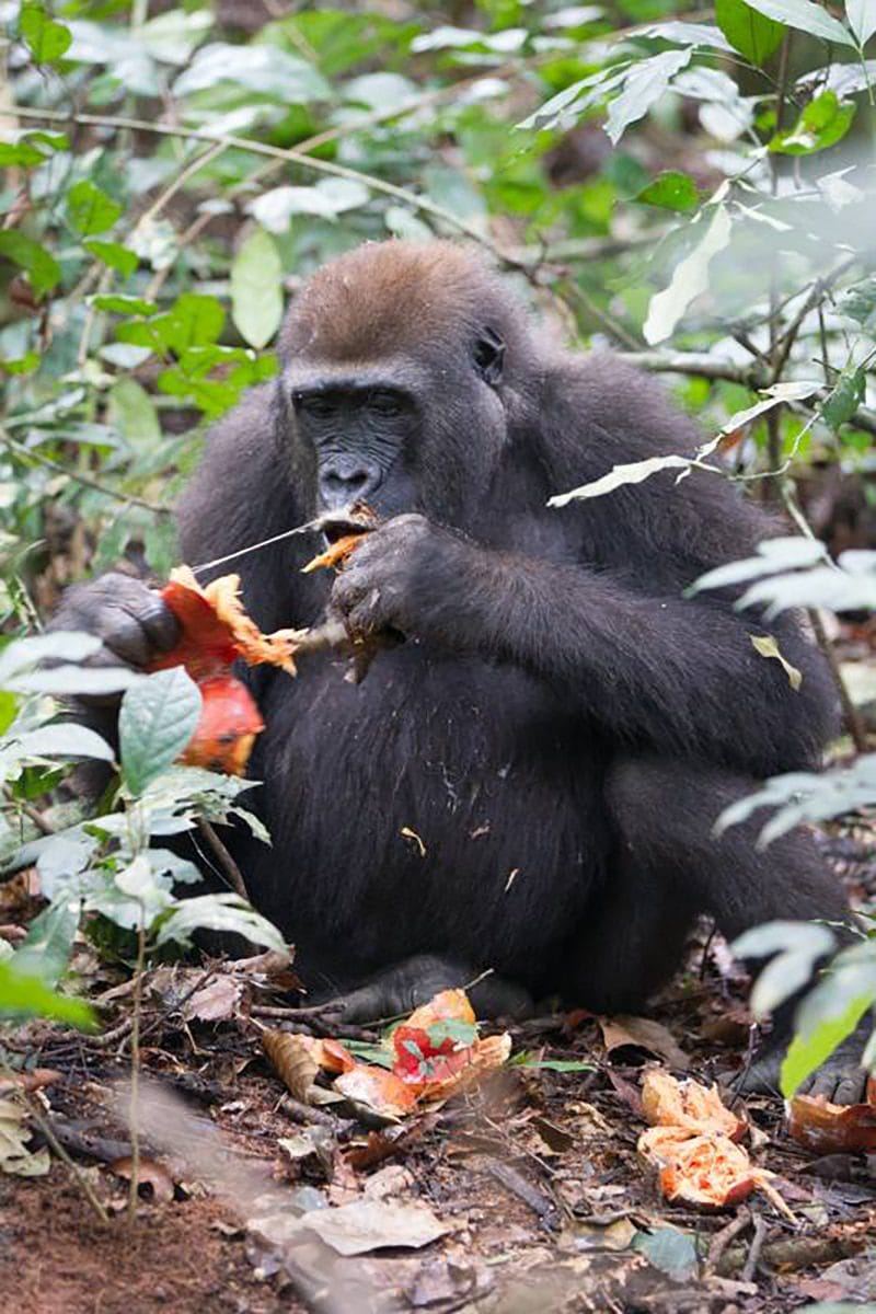 Jungle trekking experience in Dzanga Sangha