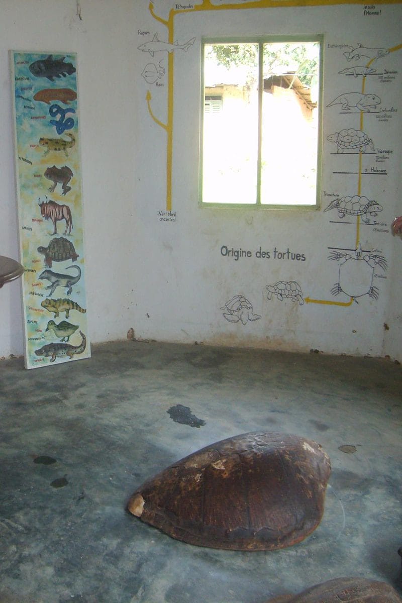 Turlte Museun kribi