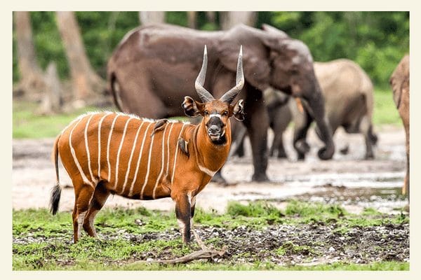 Journey through the stunning diversity of Lobeke National Park
