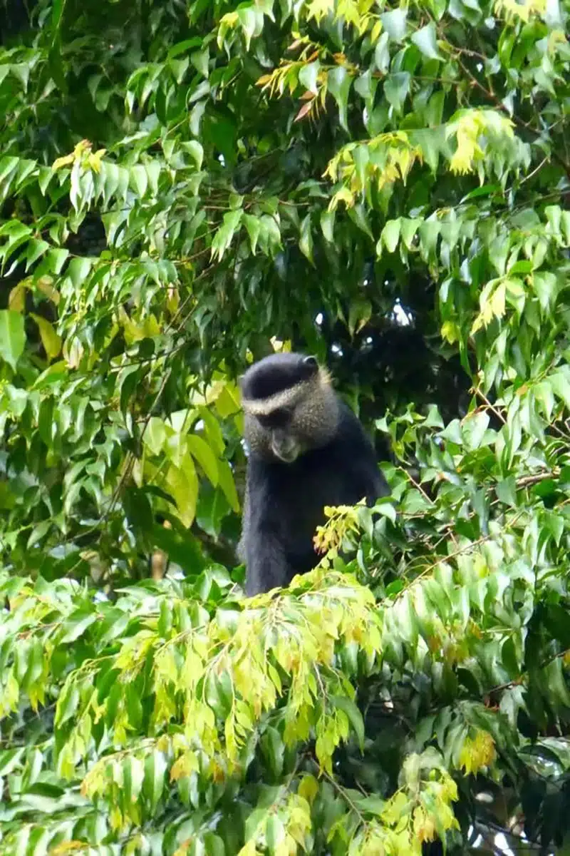 Venturing into the Remote and Untouched Ituri Forest-3