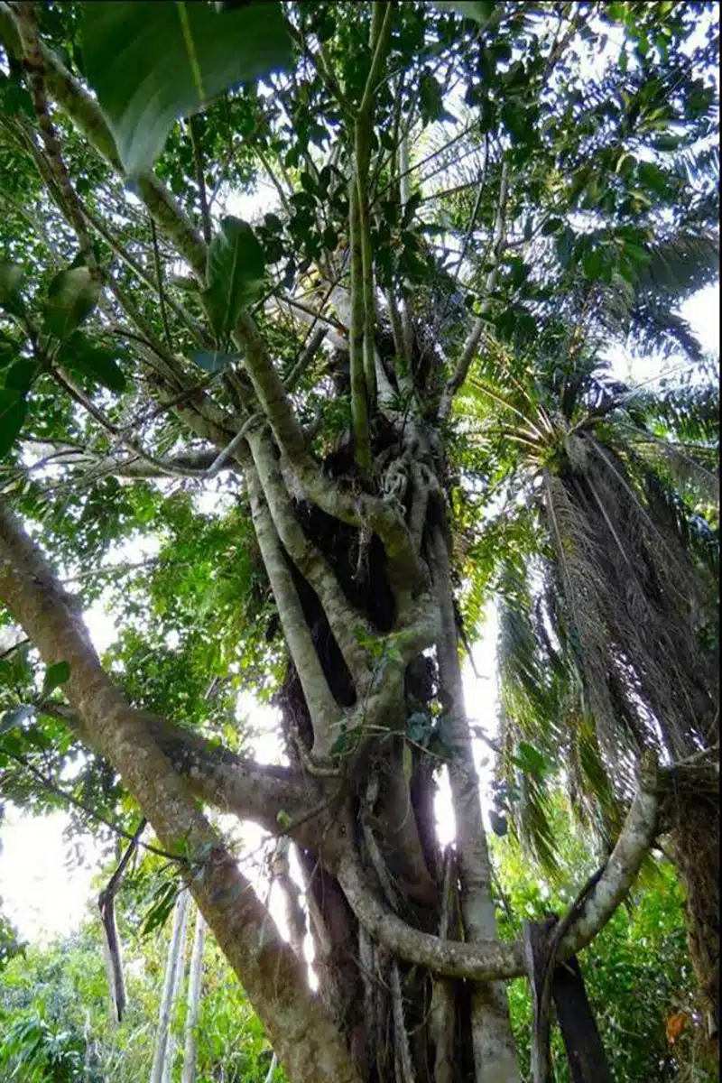 Venturing into the Remote and Untouched Ituri Forest-5