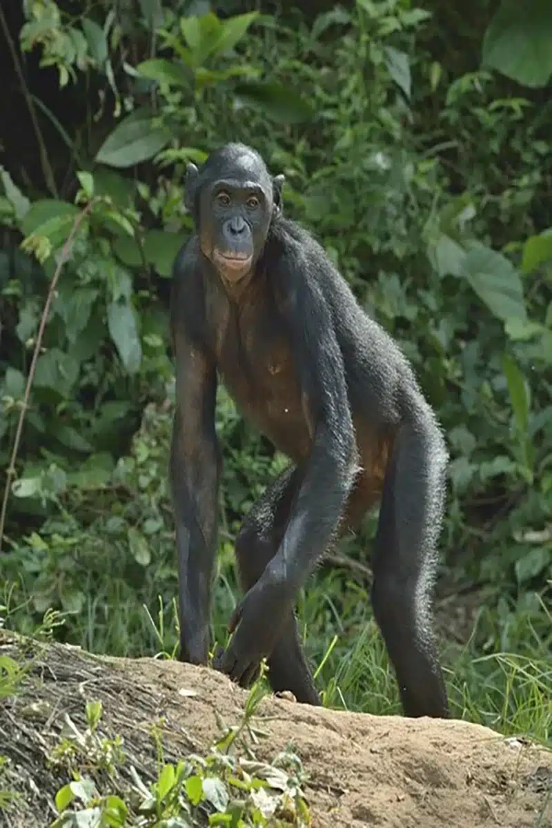 lola ya bonobo-2