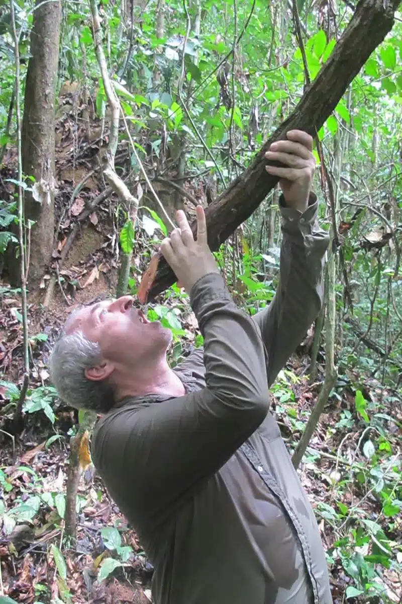 tourist drinking water from a liana among the Baka pygmies