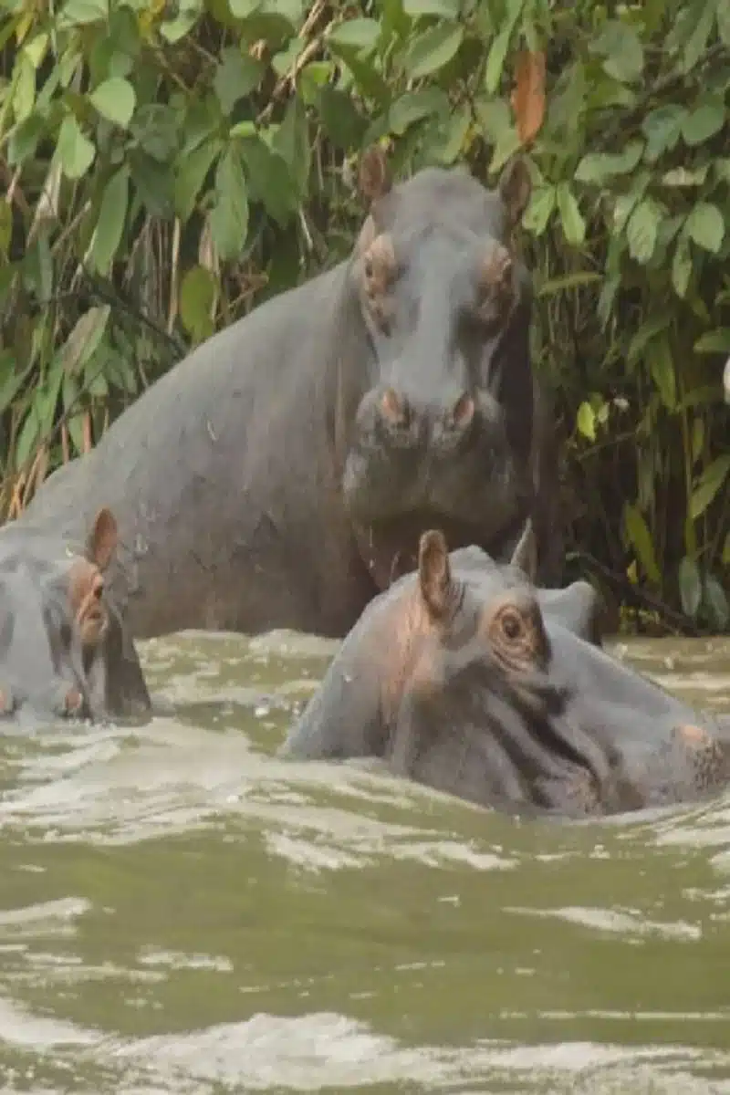 a_family_of_hippos_enjoy_the_louna_river._they_are_just_one_of_the_species_that_inhabit_the_lesio-louna_reserve
