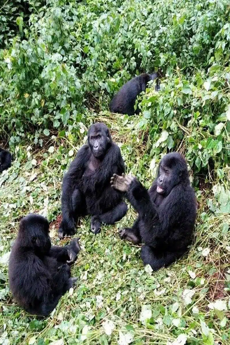 congo-gorilla-tours-by-katona-tours-11-09-2019-768x768