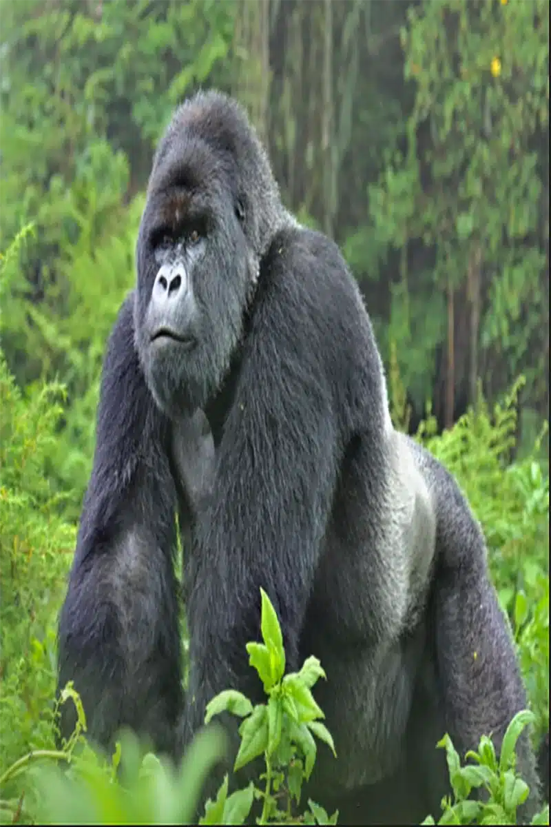 gorilla at virunga national park
