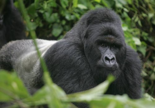 virunga