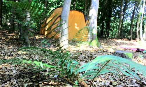 SE KORTET: Billig camping i Sønderjylland – Her er der fri teltning