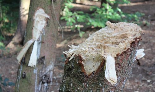 Pas på naturen: Sheltere fjernes og adgang lukkes