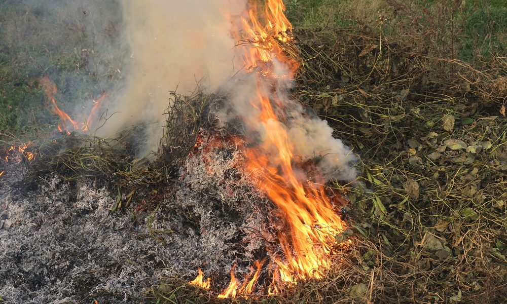 Burning dry grass and leaves