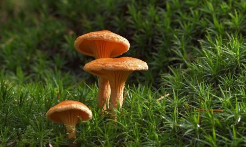 spiselige svampe i danmark spisesvampe i danske skove kantaral Billede af jggrz fra Pixabay