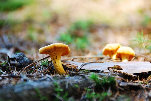 spiselige svampe i danmark spisesvampe i danske skove kantaral billede af Sandra M. H. fra Pixabay