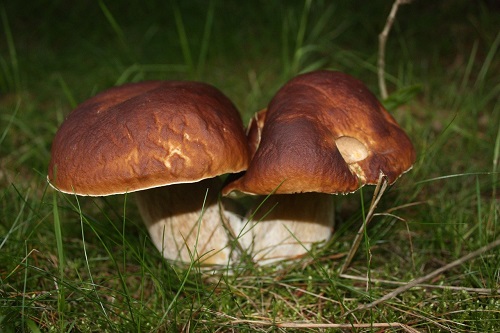 spiselige svampe i danmark spisesvampe i danske skove karl johan Rikke Aldal fra Pixabay