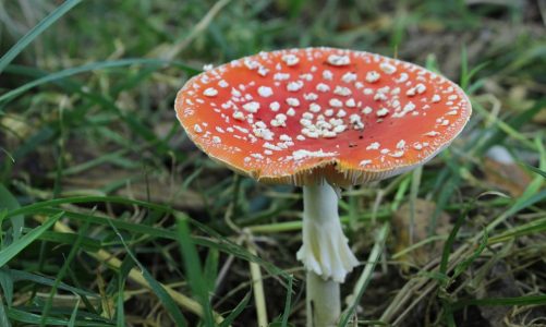 Bøger om svampe i Danmark rød fluesvamp