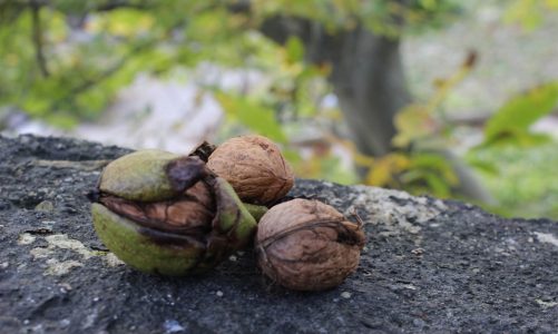 regler sankning sanke bøger om mad i naturen (2)