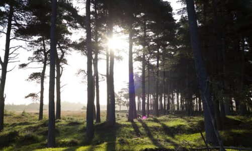 vildere danmark vild natur