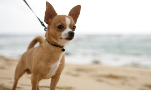 Hund i snor på stranden hundesnor