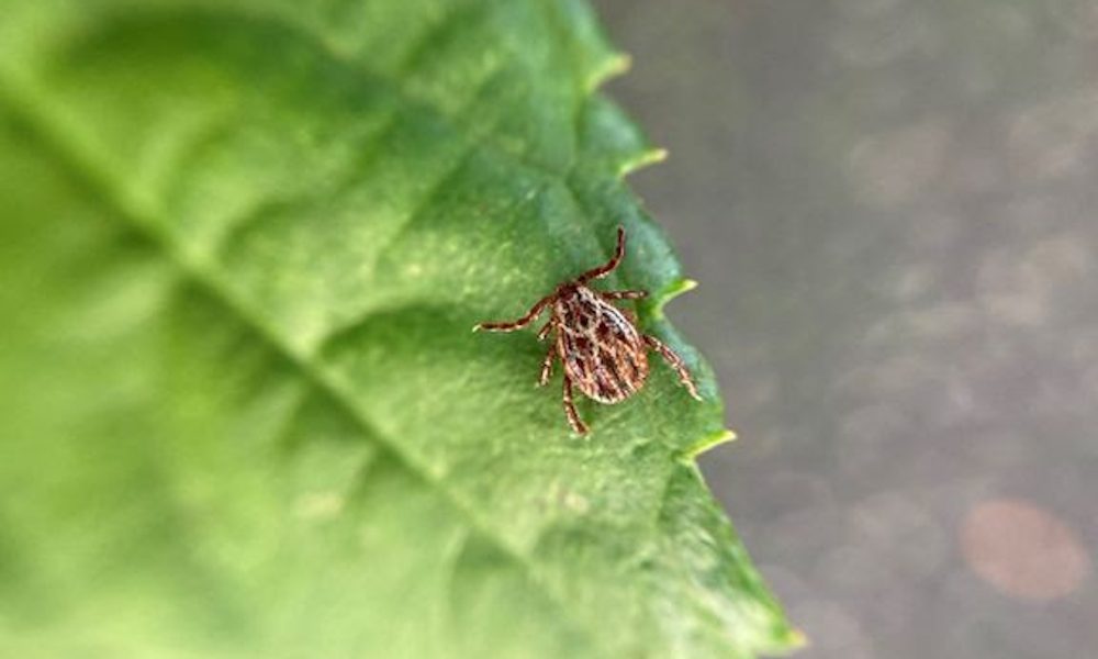 flåt-bid TBE-virus skovflåt engflåt