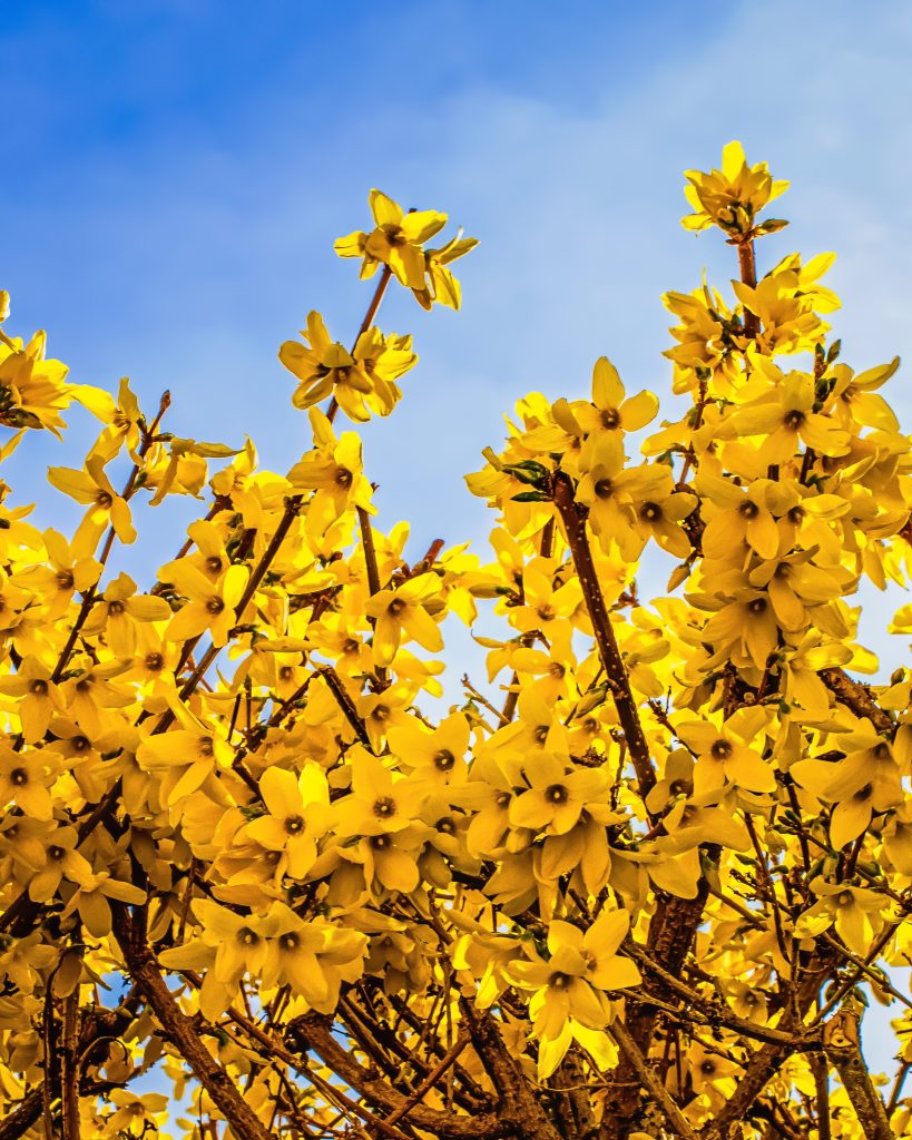 Forsythia forår