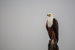 Schreiseeadler