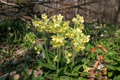 Hohe Schlüsselblume