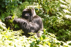 Gorilla