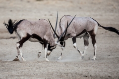 Oryx