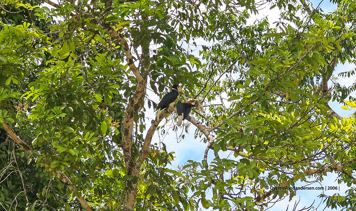 Kaure Aurina Lereh Papua rainforest Nawa-river 2006