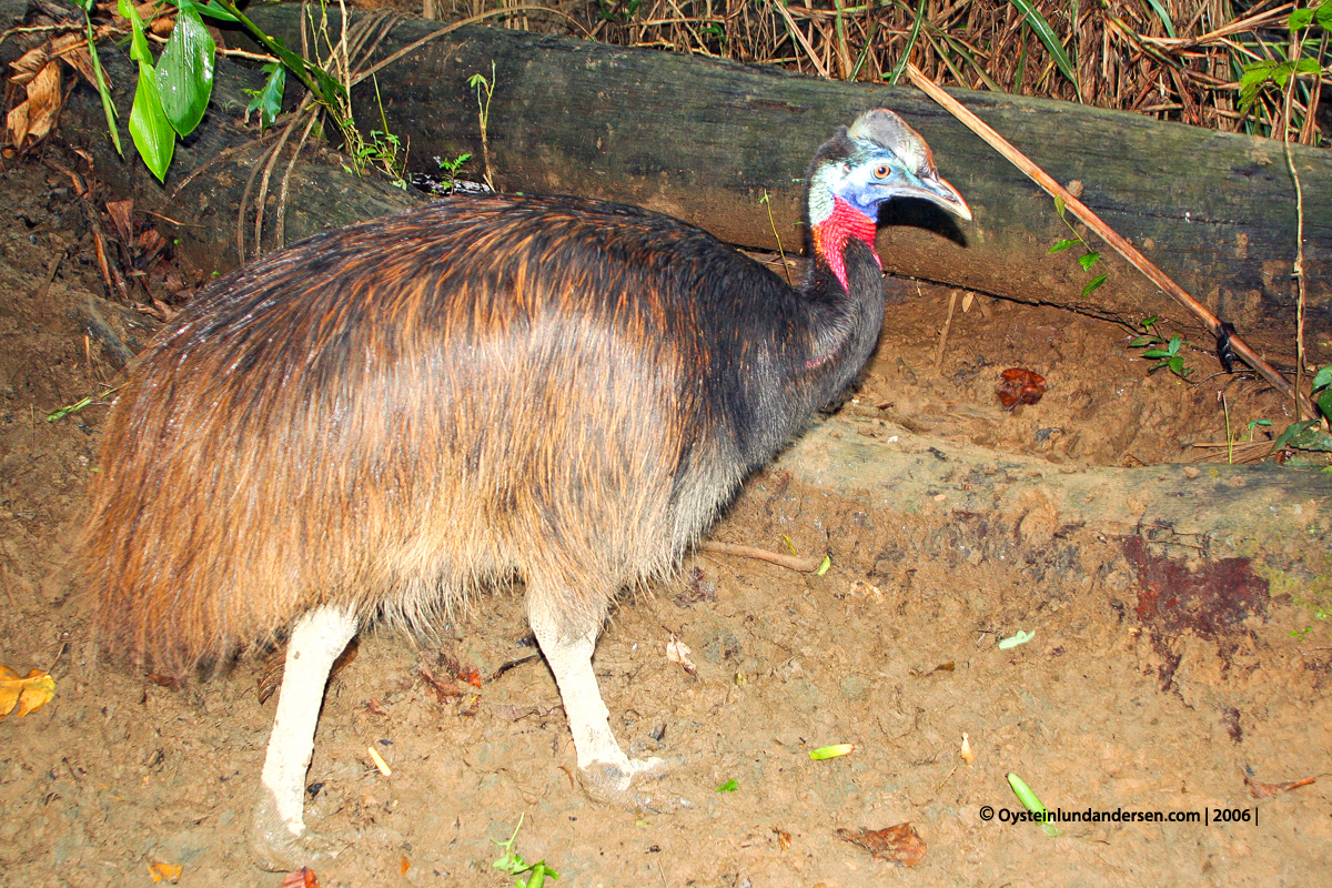 Kaure Aurina Lereh Papua rainforest Nawa-river 2006