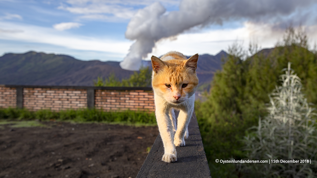 Volcano cat Indonesia