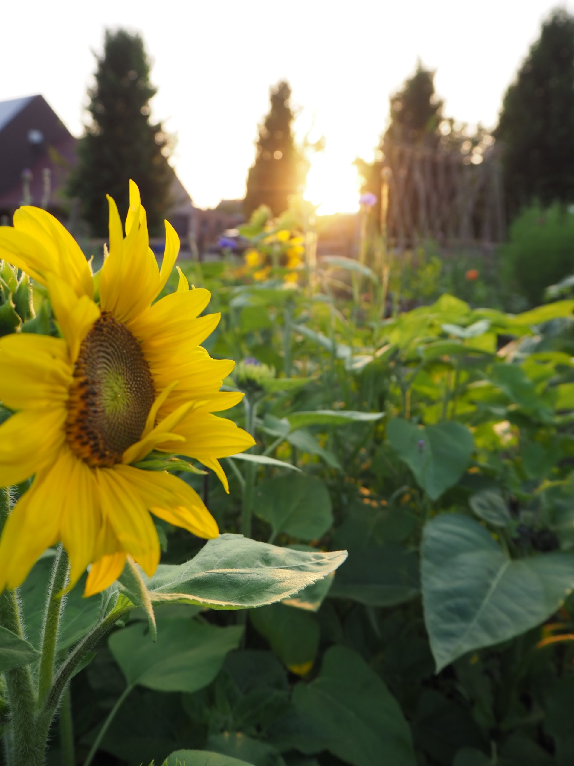 Zonnebloem in ondergaande zon bij paard&bloem Oppuurs