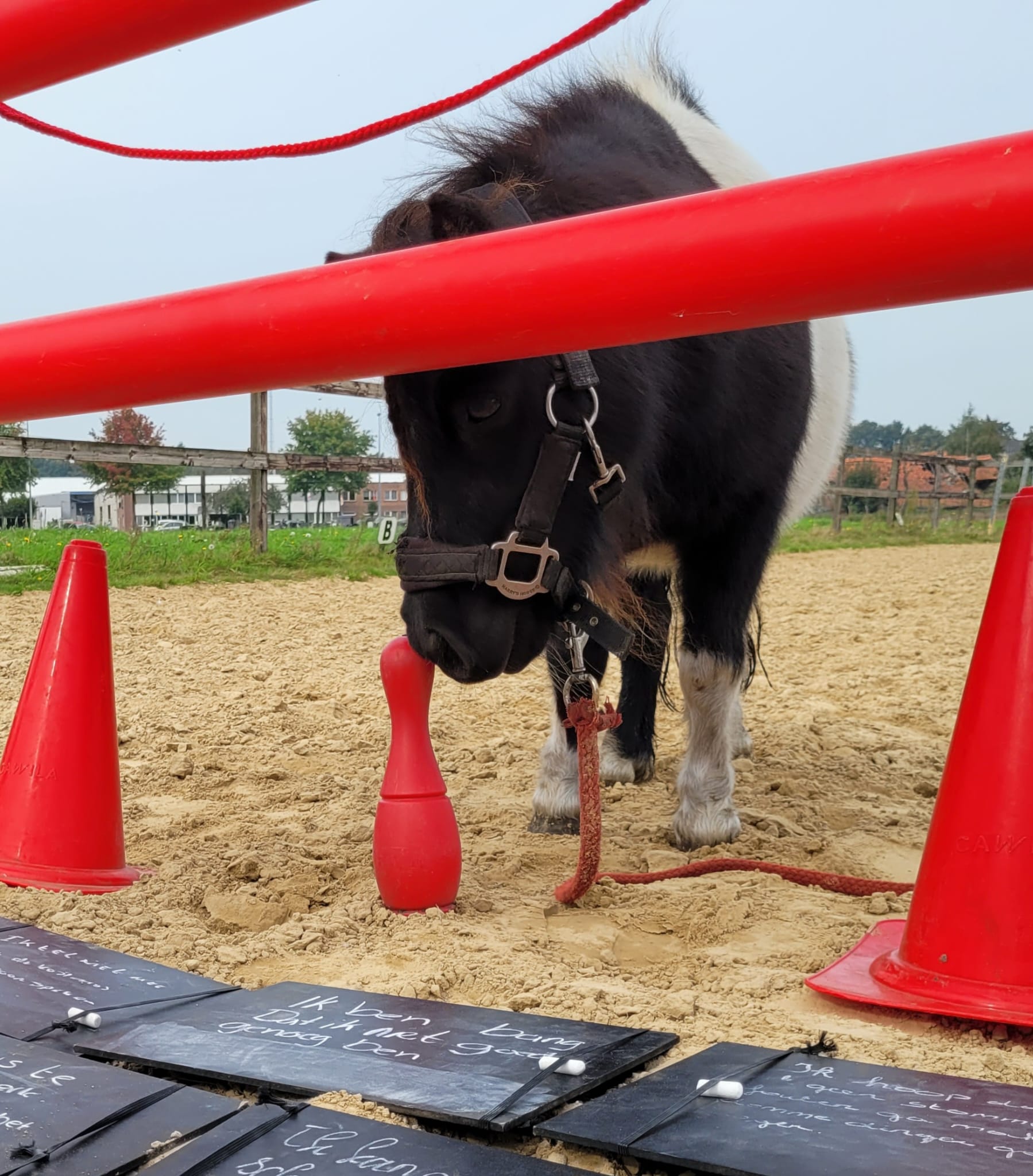 ALMP Anders leren met paarden