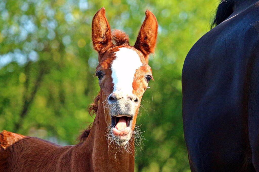 foal, horse, fox-3644856.jpg